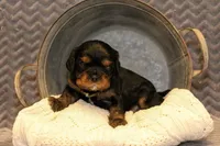 Olaf, a male Cavalier King Charles Spaniel for sale in Granite Falls, NC – Photo 1 of 6