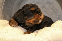 Olaf, a male Cavalier King Charles Spaniel for sale in Granite Falls, NC – Photo 4 of 6