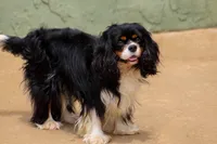 Olaf, a male Cavalier King Charles Spaniel for sale in Granite Falls, NC – Photo 6 of 6