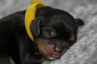 Arista, a female Cavalier King Charles Spaniel for sale in Granite Falls, NC – Photo 1 of 6