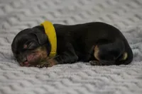 Arista, a female Cavalier King Charles Spaniel for sale in Granite Falls, NC – Photo 3 of 6