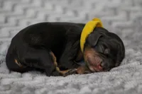 Arista, a female Cavalier King Charles Spaniel for sale in Granite Falls, NC – Photo 2 of 6