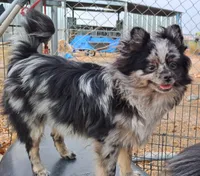 Berto AKC merle, a male Pomeranian for sale in Phelan, CA – Photo 10 of 10