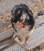 Berto AKC merle, a male Pomeranian for sale in Phelan, CA – Photo 8 of 10