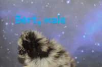 Berto AKC merle, a male Pomeranian for sale in Phelan, CA – Photo 7 of 10