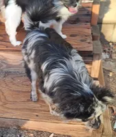 Berto AKC merle, a male Pomeranian for sale in Phelan, CA – Photo 4 of 10