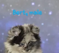 Berto AKC merle, a male Pomeranian for sale in Phelan, CA – Photo 5 of 10