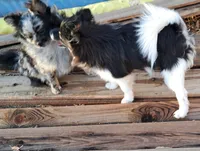 Berto AKC merle, a male Pomeranian for sale in Phelan, CA – Photo 9 of 10