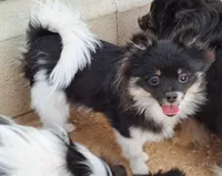 Buffalo parti AKC little lion!, a male Pomeranian for sale in Phelan, CA – Photo 6 of 10