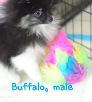 Buffalo parti AKC little lion!, a male Pomeranian for sale in Phelan, CA – Photo 4 of 10