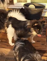 Buffalo parti AKC little lion!, a male Pomeranian for sale in Phelan, CA – Photo 8 of 10