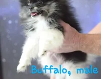 Buffalo parti AKC little lion!, a male Pomeranian for sale in Phelan, CA – Photo 2 of 10