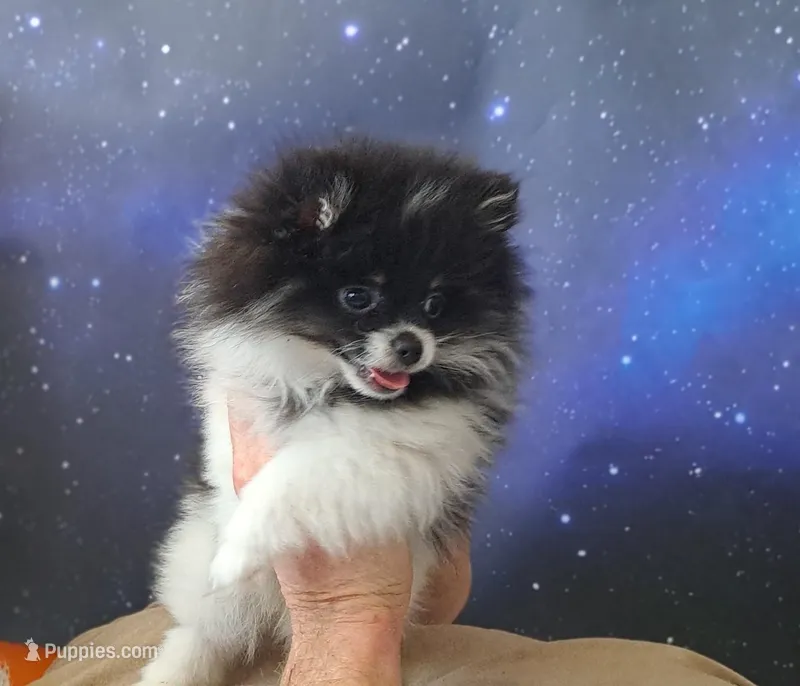 Miss Beanz AKC tiny pet