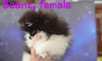 Miss Beanz AKC tiny pet, a female Pomeranian for sale in Phelan, CA – Photo 2 of 7