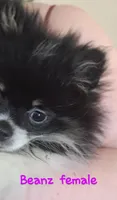 Miss Beanz AKC tiny pet, a female Pomeranian for sale in Phelan, CA – Photo 3 of 7