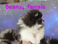 Miss Beanz AKC tiny pet, a female Pomeranian for sale in Phelan, CA – Photo 4 of 7