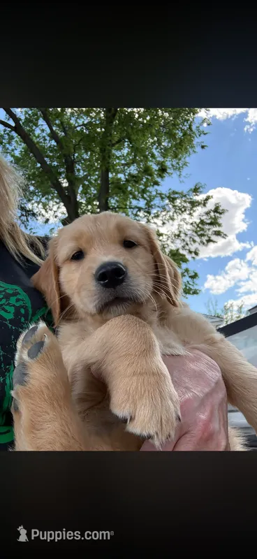 Jack  – Golden Retriever puppy for sale in Kimball, NE