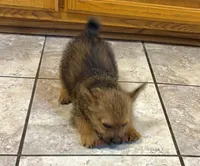 Sally, a female Norwich Terrier for sale in Ava, MO – 5 of 6
