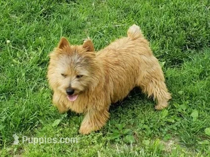 Snickers – Norwich Terrier puppy for sale in Ava, MO