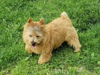 Snickers, a female Norwich Terrier for sale in Ava, MO – 1 of 5
