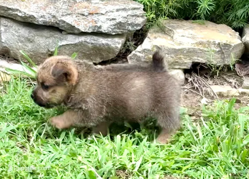 Buddy – Norwich Terrier puppy for sale in Ava, MO