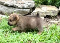 Buddy, a male Norwich Terrier for sale in Ava, MO – 1 of 8