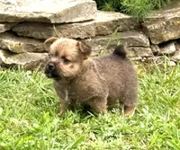 Buddy, a male Norwich Terrier for sale in Ava, MO – 3 of 8