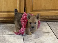 AKC - Buddy, a male Norwich Terrier for sale in Ava, MO – 5 of 8