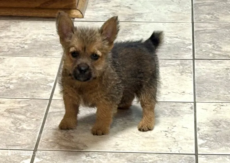 Sally – Norwich Terrier puppy for sale in Ava, MO