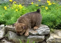 Buddy, a male Norwich Terrier for sale in Ava, MO – 6 of 8