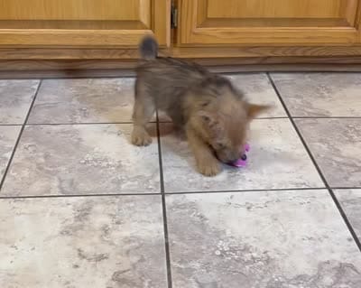 AKC - Buddy, a male Norwich Terrier for sale in Ava, MO – 7 of 8