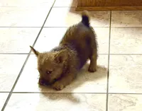 Sally, a female Norwich Terrier for sale in Ava, MO – 2 of 6