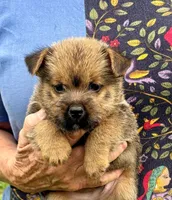 Buddy, a male Norwich Terrier for sale in Ava, MO – 5 of 8