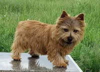 Snickers, a female Norwich Terrier for sale in Ava, MO – 5 of 5