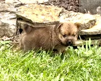 Buddy, a male Norwich Terrier for sale in Ava, MO – 7 of 8
