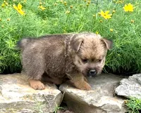Buddy, a male Norwich Terrier for sale in Ava, MO – 4 of 8