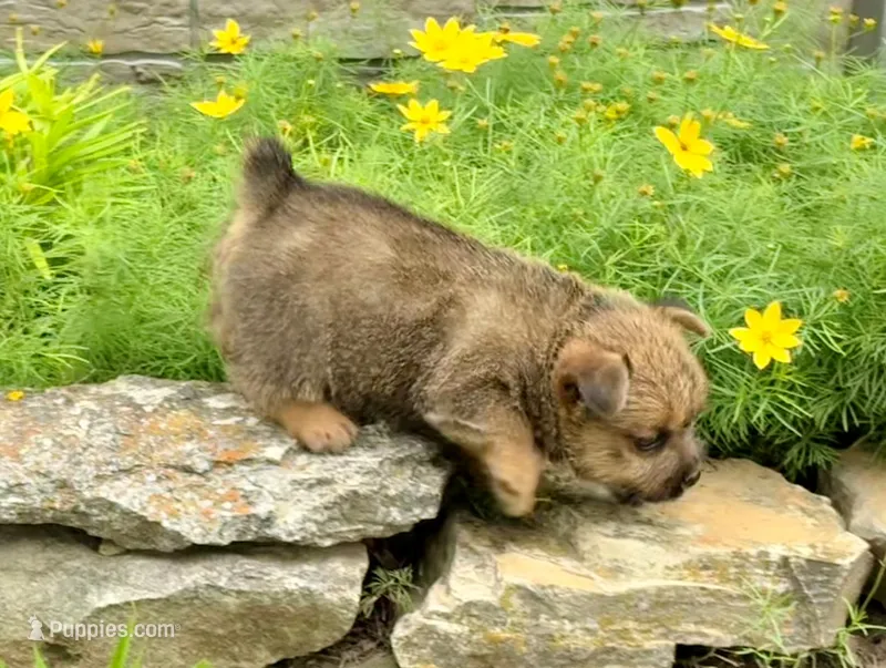 Buddy – Norwich Terrier puppy for sale in Ava, MO