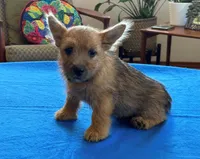 AKC - Buddy, a male Norwich Terrier for sale in Ava, MO – 6 of 8