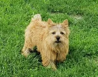 Snickers, a female Norwich Terrier for sale in Ava, MO – 3 of 5