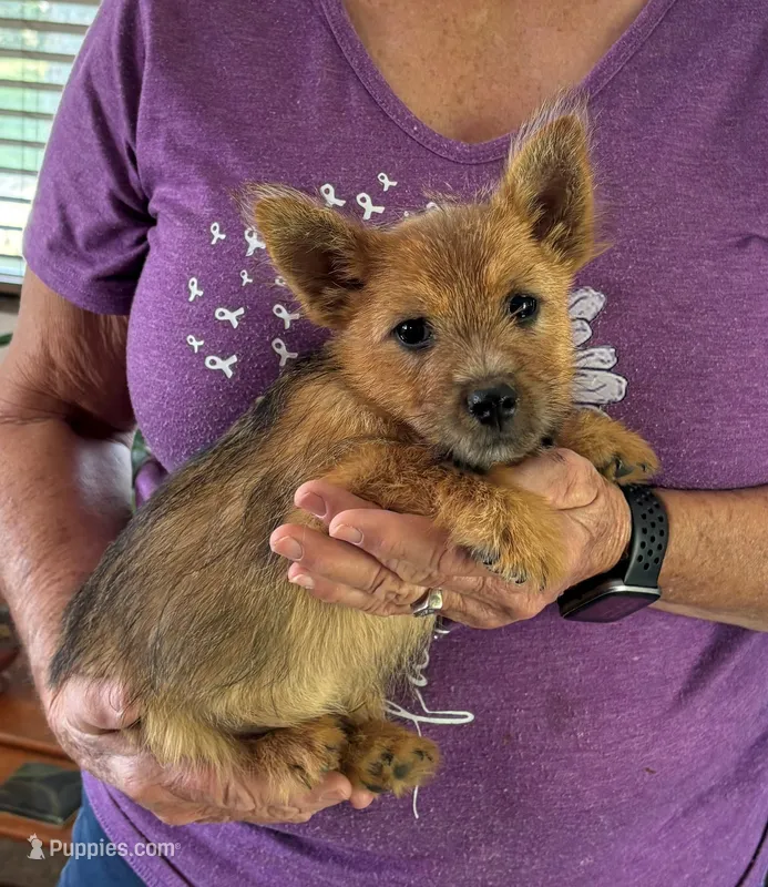 AKC - Buddy – Norwich Terrier puppy for sale in Ava, MO