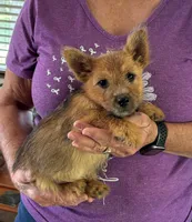 AKC - Buddy, a male Norwich Terrier for sale in Ava, MO – 3 of 8
