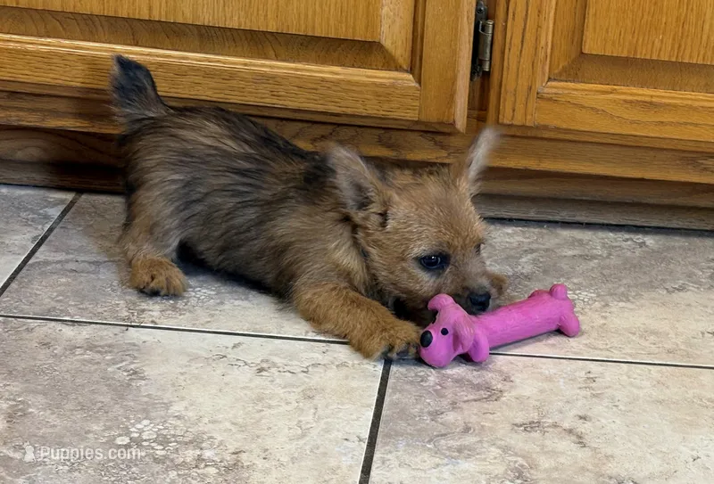 AKC - Buddy – Norwich Terrier puppy for sale in Ava, MO