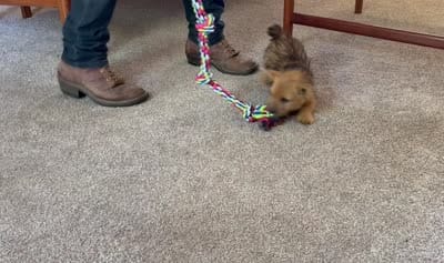 AKC - Buddy, a male Norwich Terrier for sale in Ava, MO – 8 of 8