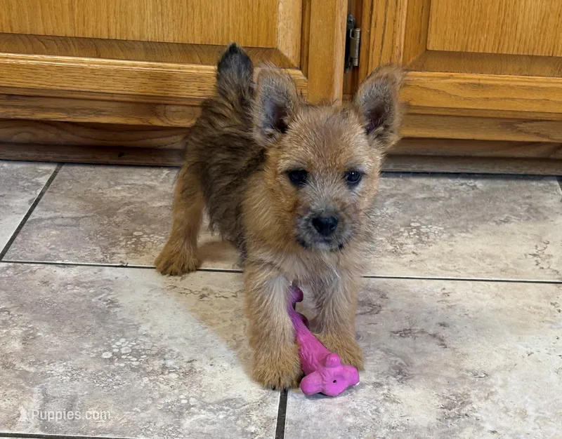AKC - Buddy – Norwich Terrier puppy for sale in Ava, MO