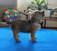 AKC - Buddy, a male Norwich Terrier for sale in Ava, MO – 4 of 8