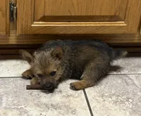 Sally, a female Norwich Terrier for sale in Ava, MO – 3 of 6