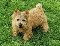 Snickers, a female Norwich Terrier for sale in Ava, MO – 2 of 5