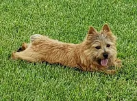 Snickers, a female Norwich Terrier for sale in Ava, MO – 4 of 5