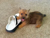 Sally, a female Norwich Terrier for sale in Ava, MO – 4 of 6