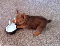 Sally, a female Norwich Terrier for sale in Ava, MO – 6 of 6